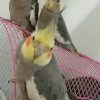 تخم نطفه دار عروس هلندی
