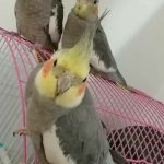 تخم نطفه دار عروس هلندی