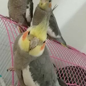تخم نطفه دار عروس هلندی