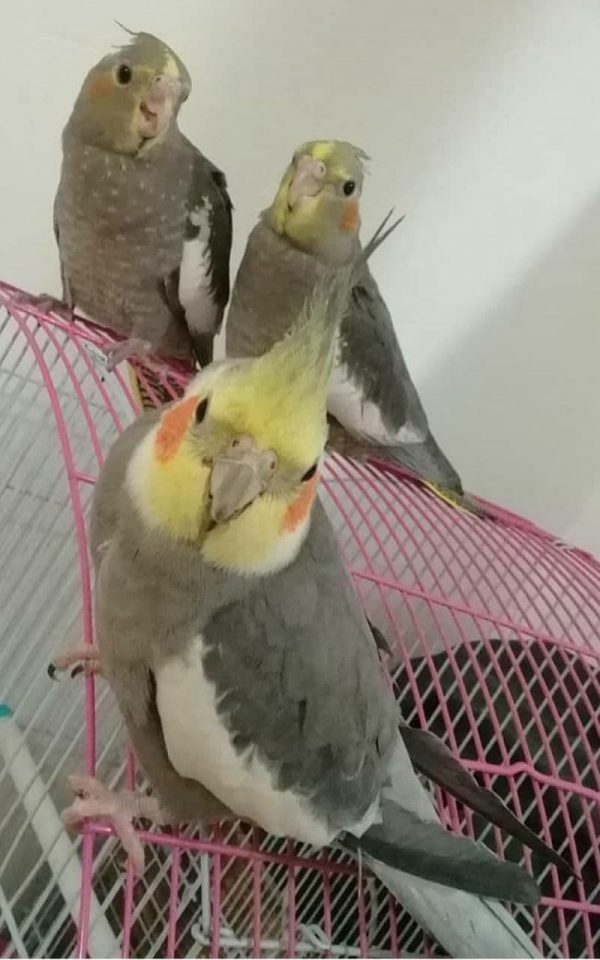 تخم نطفه دار عروس هلندی