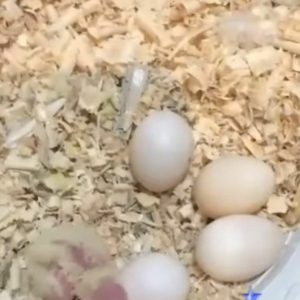 تخم نطفه دار عروس هلندی