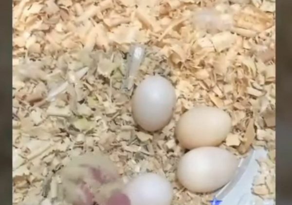 تخم نطفه دار عروس هلندی