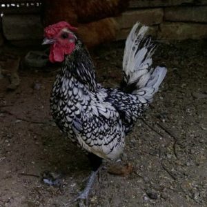 تخم نطفه دار مرغ مینیاتوری