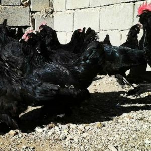تخم نطفه دار مرغ مرندی