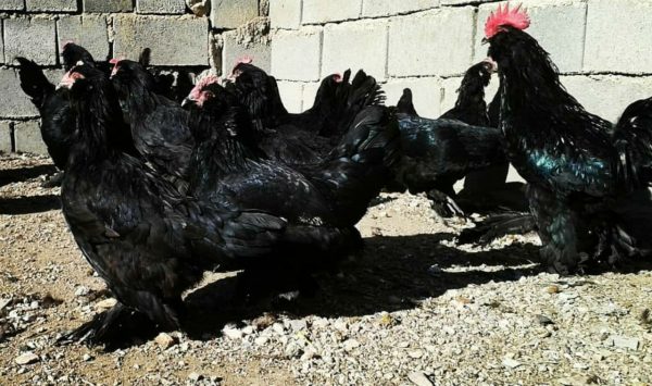 تخم نطفه دار مرغ مرندی