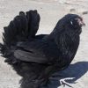 Sperm eggs of Marandi chicken 2 تخم نطفه دار مرغ مرندی