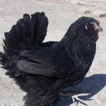 تخم نطفه دار مرغ مرندی