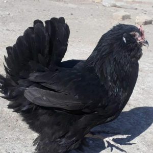 تخم نطفه دار مرغ مرندی