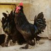 Sperm eggs of Marandi chicken 3 تخم نطفه دار مرغ مرندی