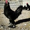 Sperm eggs of Marandi chicken 4 تخم نطفه دار مرغ مرندی
