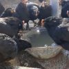 Sperm eggs of Marandi chicken 5 تخم نطفه دار مرغ مرندی