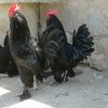 Sperm eggs of Marandi chicken 6 تخم نطفه دار مرغ مرندی