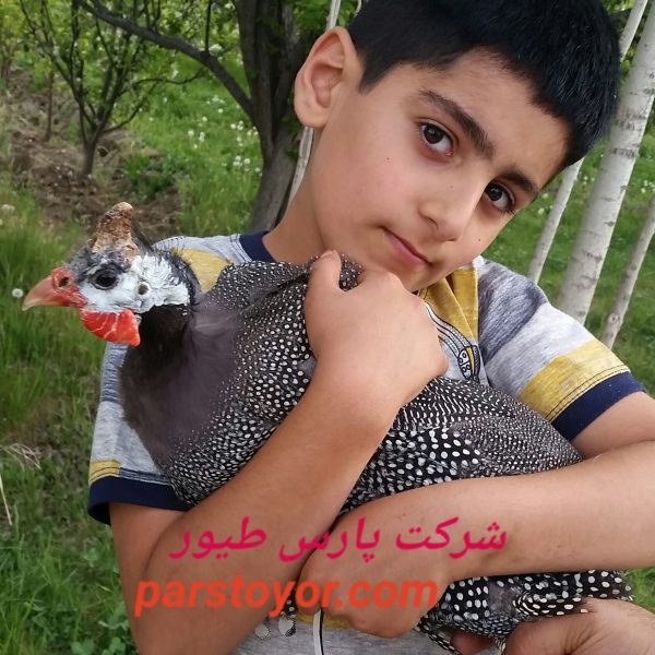 تخم نطفه دار مرغ شاخدار